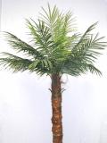 Phoenix Palm